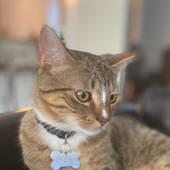 Meet your Posher, Lorenzo - Picture 1 of 1